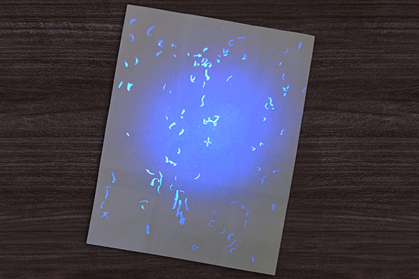 US IOWA Birth Certificate